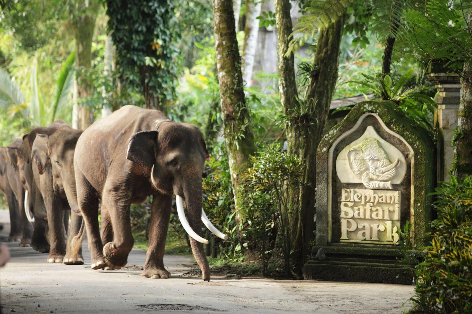 Mason Elephant Lodge Ubud Buitenkant foto
